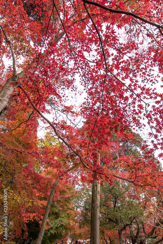 Wallpaper Mural 紅葉 Autumn Leaves Torontodigital.ca
