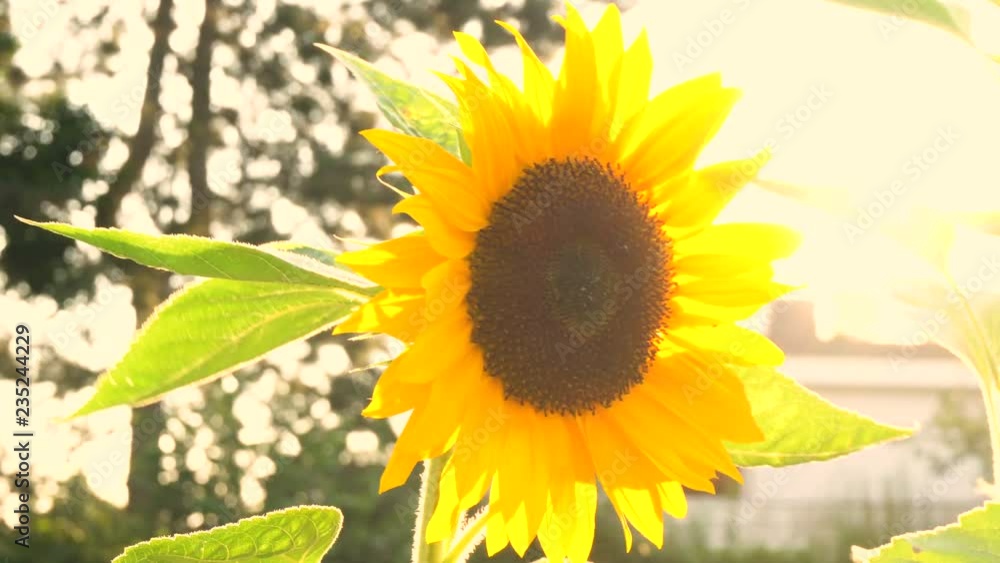 Isolated Sunflower Close Up With Sun Shining in Background