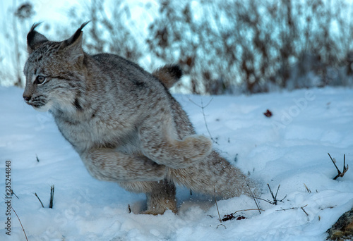 Lynx exit stage right © Chris