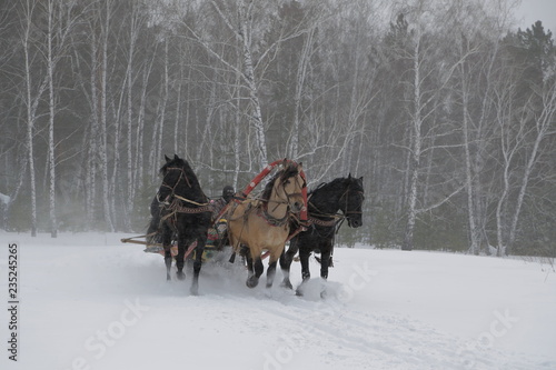 Russian Winter, Siberia, Horse