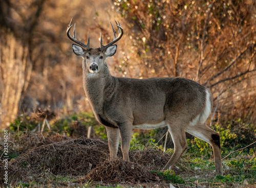 Fototapeta Naklejka Na Ścianę i Meble -  White tailed Deer Buck