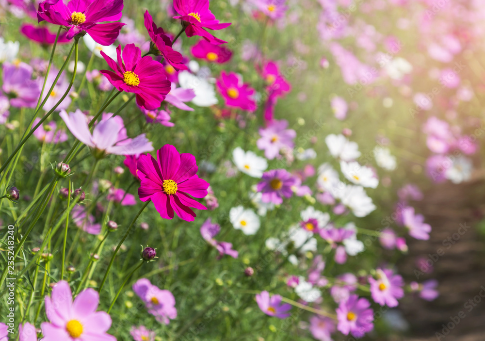 close up colorful pink cosmos flowers blooming in the field on sunny day close up colorful pink cosmos flowers blooming in the field on sunny day