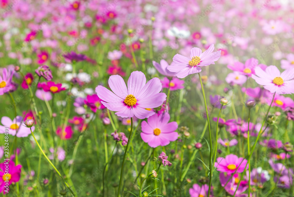 close up colorful pink cosmos flowers blooming in the field on sunny day 