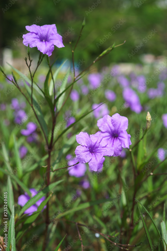 Purple flowers in garden Purple flowers in garden