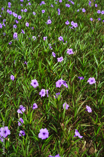 Purple flower in garden