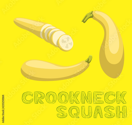 Vegetable Kind Crookneck Squash Vector Illustration