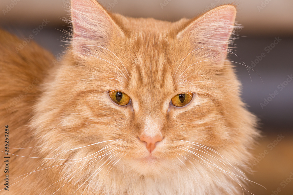 The Blond Cat The Blond Cat