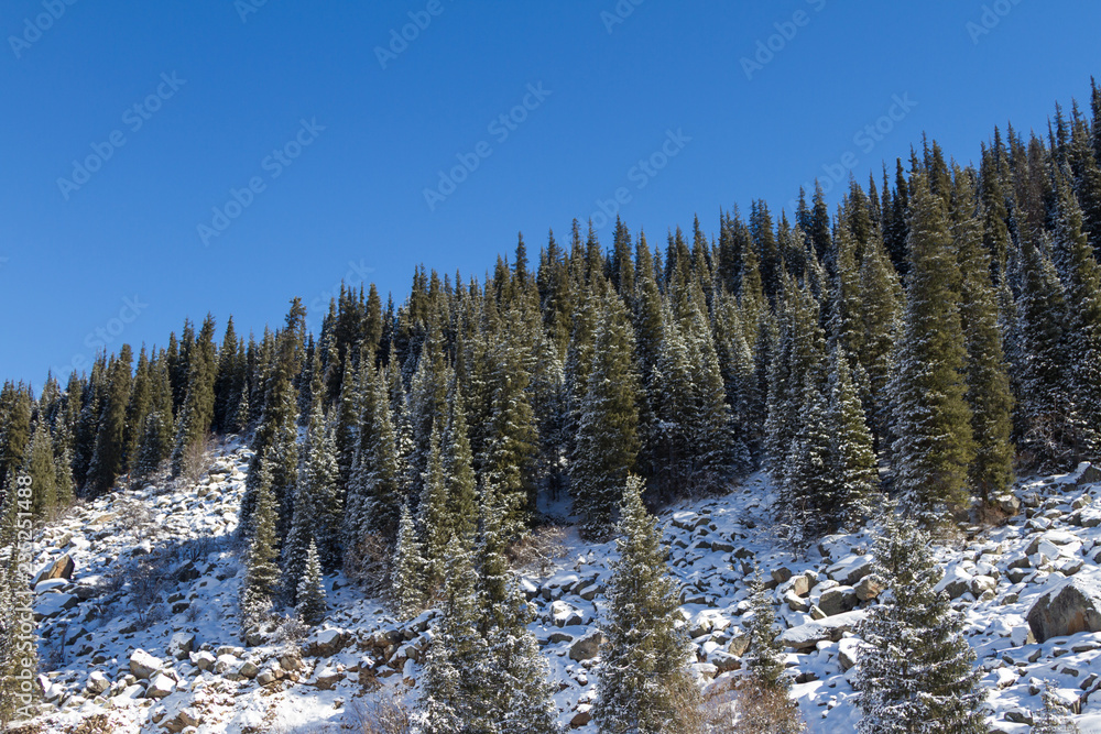 winter rime and snow covered fir trees on mountainside on blue sky background