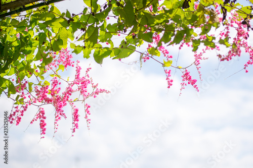 Fotografía Antigonon leptopus pink flower with free space for texture