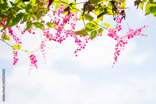Cuadro en lienzo Antigonon leptopus pink flower with free space for texture