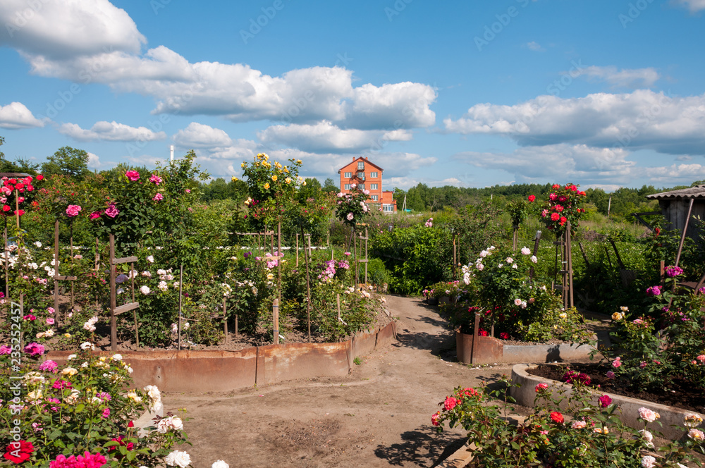 Garden with roses in country