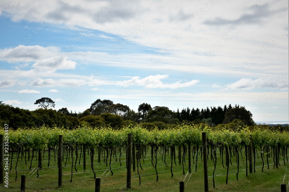 Naklejka premium Winery in Mornington Peninsula.Victoria.Australia 