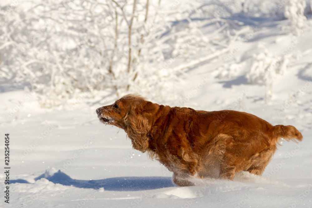golden british cocker spaniel dog standing in the snow, with green collar