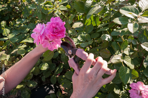Female hands cut pink roses at dacha with scissors