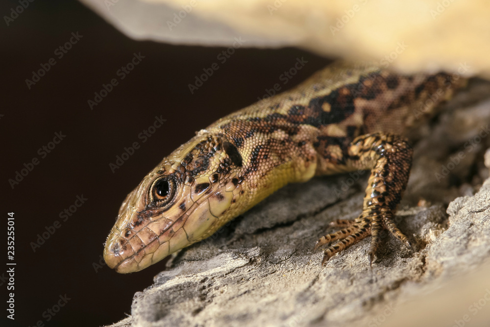 Naklejka premium Jeune lézard des murailles dans un mur