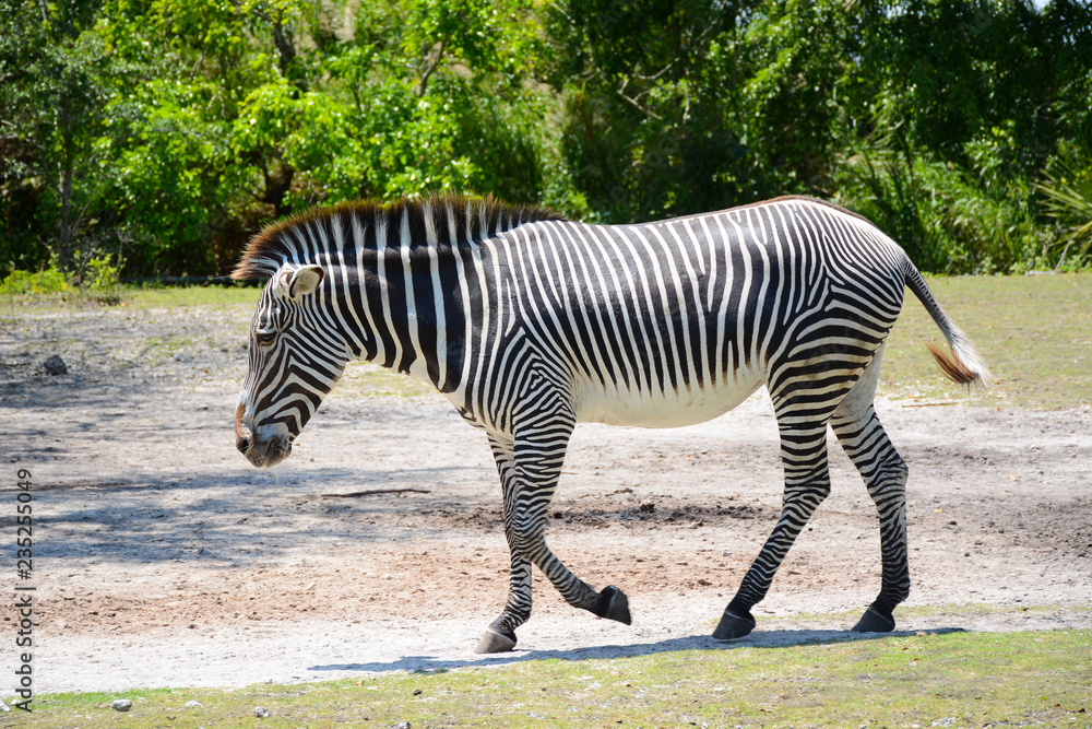 MIAMI, FL, USA - APRIL 29, 2018: Beautiful zebra in Miami Zoo, Florida MIAMI, FL, USA - APRIL 29, 2018: Beautiful zebra in Miami Zoo, Florida