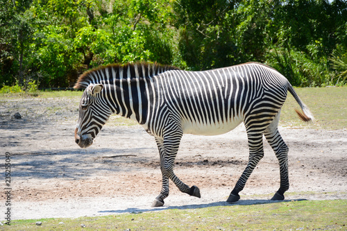MIAMI  FL  USA - APRIL 29  2018  Beautiful zebra in Miami Zoo  Florida