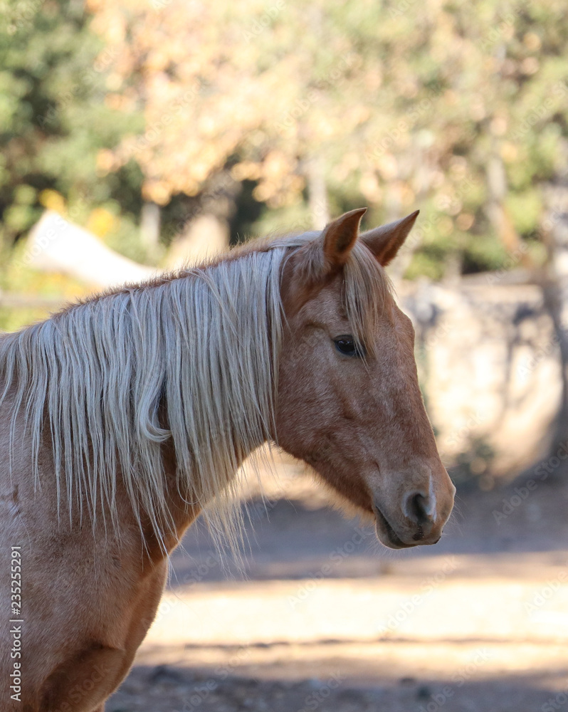 Palomino Horse In A Field Palomino Horse In A Field