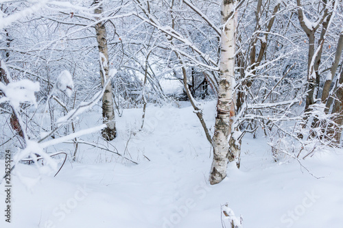 Winter landscape with snowy birch trees in the park © korvit