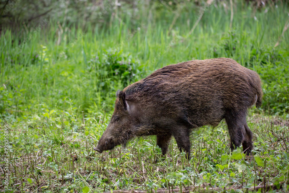 Wild boar ( Sus scrofa ) walking in nature still life. Dense forest trees, reeds and grass, wild landscape. The natural scenery , Wildlife. Wild boar ( Sus scrofa ) walking in nature still life. Dense forest trees, reeds and grass, wild landscape. The natural scenery , Wildlife.