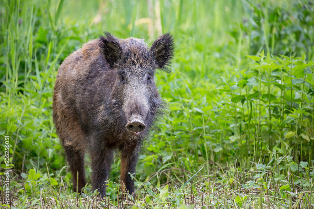 Wild boar ( Sus scrofa ) walking in nature still life. Dense forest trees, reeds and grass, wild landscape. The natural scenery , Wildlife. Wild boar ( Sus scrofa ) walking in nature still life. Dense forest trees, reeds and grass, wild landscape. The natural scenery , Wildlife.
