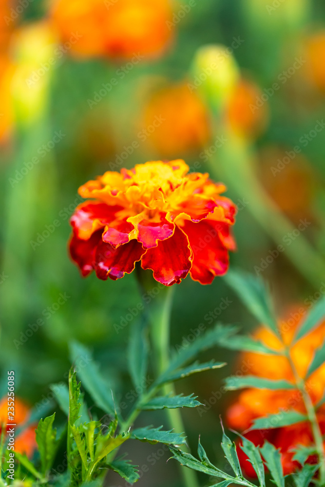 Close up of Marigold