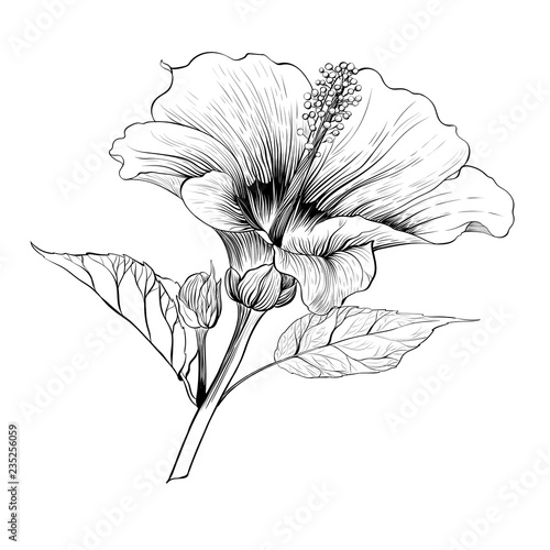 Vector. Hibiscus - flowers and buds.  Perfume and cosmetic plants. Wallpaper. Decorative composition. Use printed materials, signs, posters, postcards, packaging.