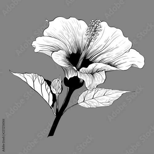 Vector. Hibiscus - flowers and buds.  Perfume and cosmetic plants. Wallpaper. Decorative composition. Use printed materials, signs, posters, postcards, packaging.