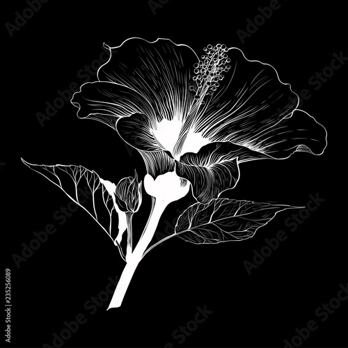 Vector. Hibiscus - flowers and buds.  Perfume and cosmetic plants. Wallpaper. Decorative composition. Use printed materials, signs, posters, postcards, packaging.