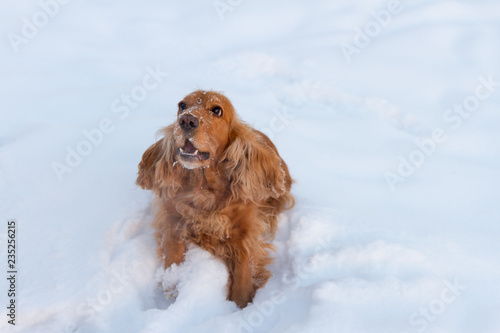 Cocker Spaniel in the snow