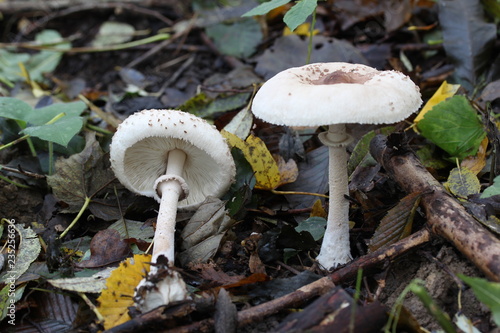 Mushrooms in the woods (Czech Republic, Europe)