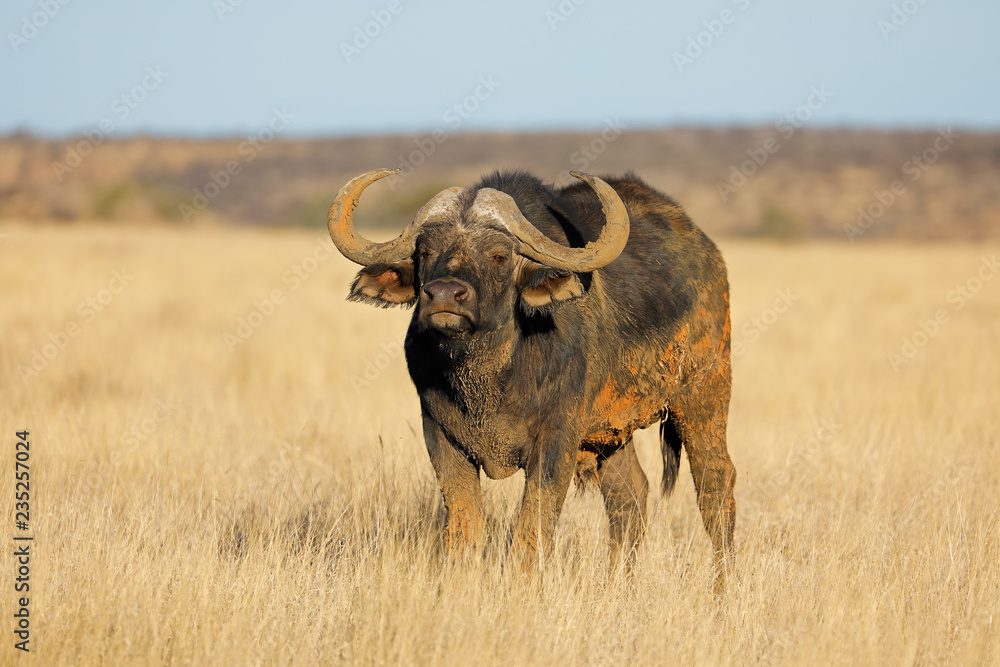 An African buffalo (Syncerus caffer) in open grassland, Mokala National park, South Africa. An African buffalo (Syncerus caffer) in open grassland, Mokala National park, South Africa.