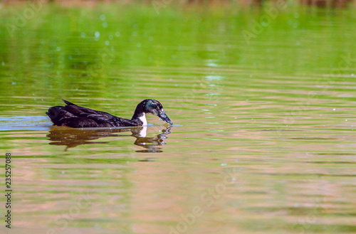 duck swimming in a pond.
