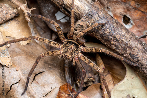 Large Australian huntsman spider on rainforest floor with leaves