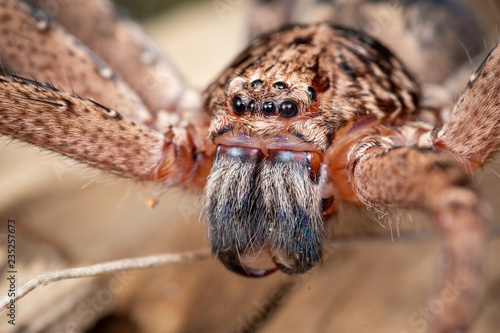 Large Australian huntsman spider photo