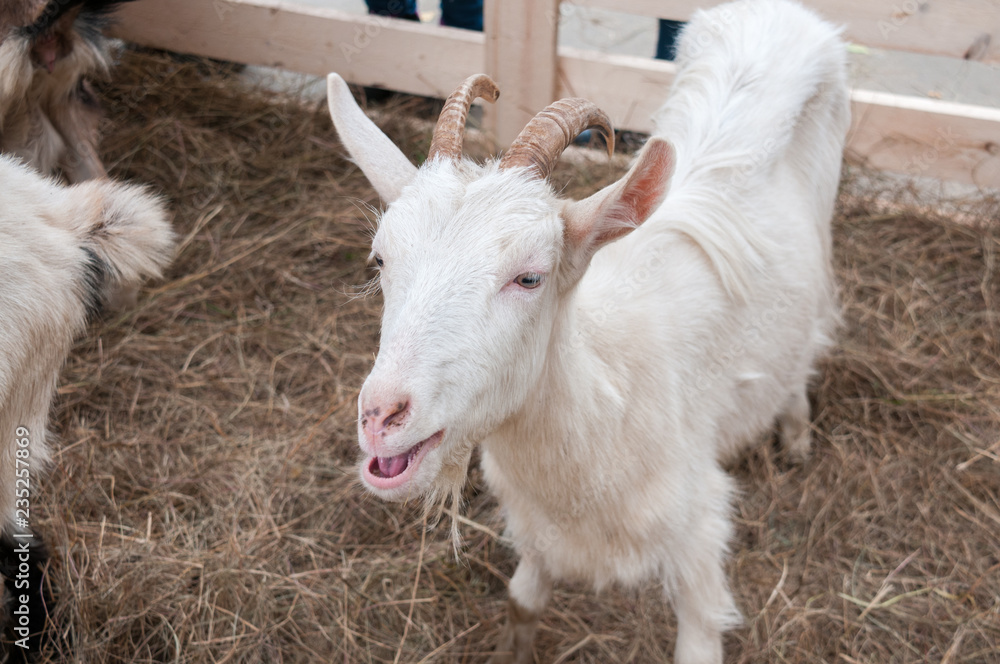 Fototapeta premium White goat on a farm