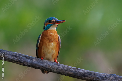 kingfisher (alcedo atthis) in natural habitat © porojnicu