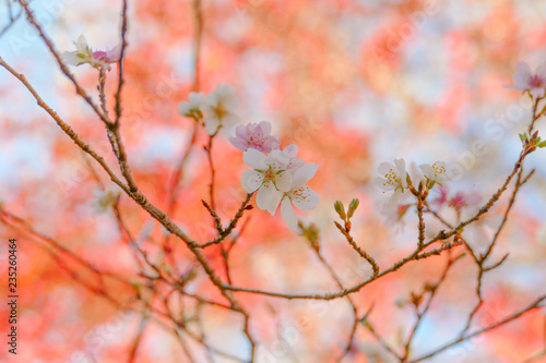 秋の紅葉と桜の花 © Fredio