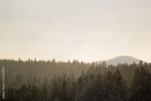 beautiful forest photos © Евгений Округин