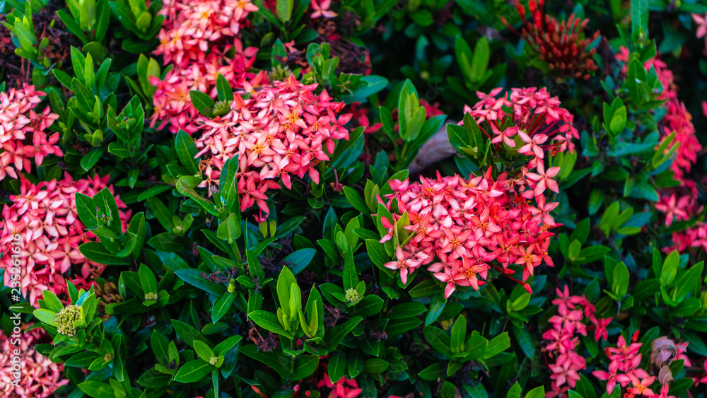 Macro shot of a group of red and pink Thai Ixora flower with green leaf blossom in the garden