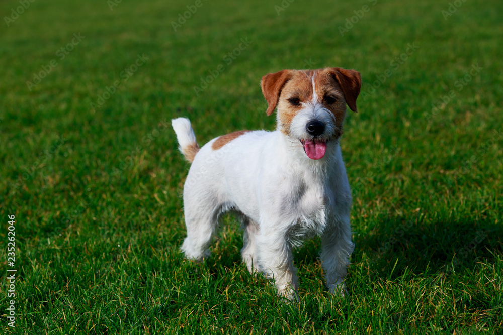 Jack Russell Terrier dog