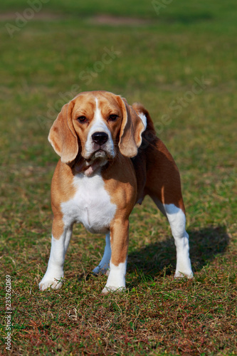 Fototapeta Naklejka Na Ścianę i Meble -  Dog breed beagle