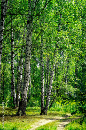 Summer birch forests in sunlight. Sunny summer day.