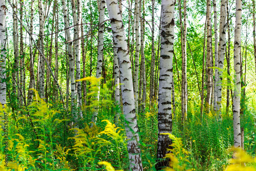 Fototapeta Naklejka Na Ścianę i Meble -  Summer birch forests in sunlight. Sunny summer day.