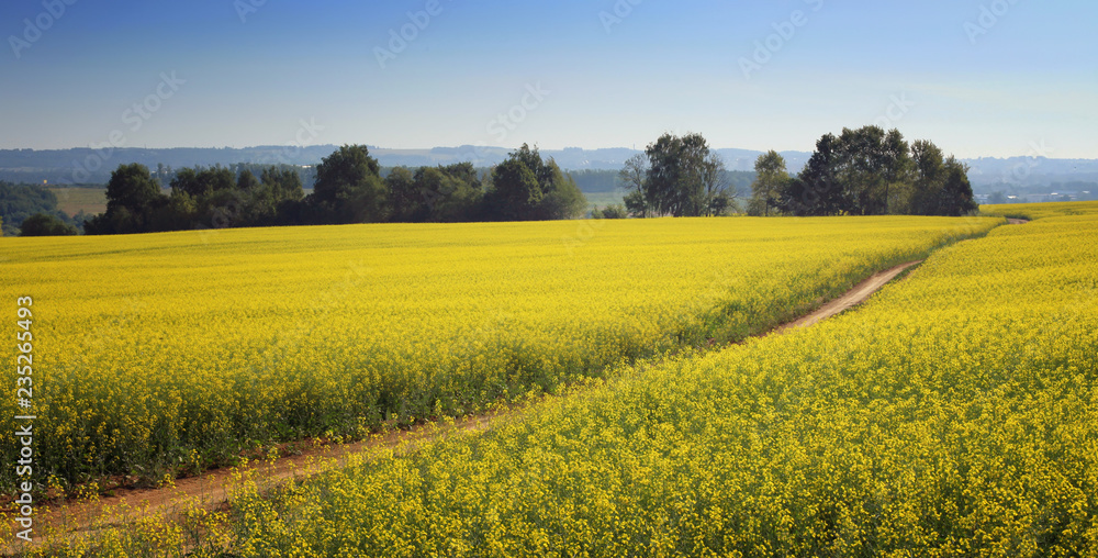 the road passing through the flavovirent field of colza against the background of the blue sky