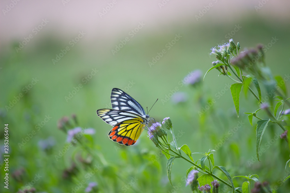 Obraz premium Beautiful Indian Jezebel Butterfly sitting on the flower plant in its natural habitat