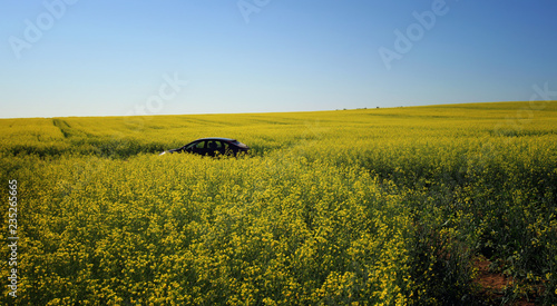 the boundless flavovirent field with colza against the background of the blue sky