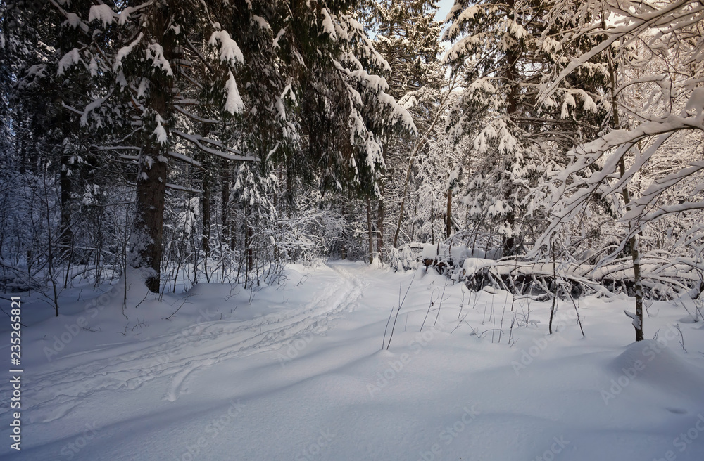 Fototapeta premium ski track in the winter forest