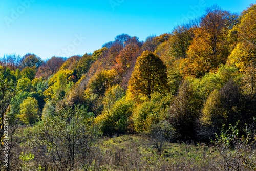 Fototapeta Naklejka Na Ścianę i Meble -  Scenic landscape with trees in mountain forest in autumn