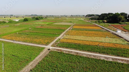 ドローン空撮　ポピー畑　日本の風景
